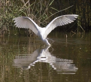 Martinet blanc (Egretta garzetta) 2/3