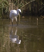 Martinet blanc (Egretta garzetta) 3/3