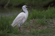 Martinet blanc ( Egretta garzetta)