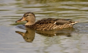 Femella d'Ànec collverd (Anas platyrhynchos)