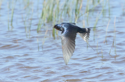 Golondrina común