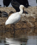 Bec Planer (Platalea leucorodia)