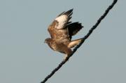 Aligot comú. Buteo buteo