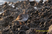 Territ fosc (Calidris maritima)