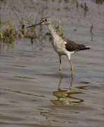 Gamba verda (Tringa nebularia)