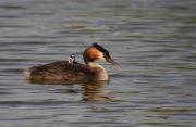 Cabusso emplomallat (Podiceps cristatus) 1/2