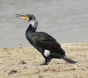 Corb marí gros (Phalacrocorax carbo)