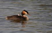 Cabusso emplomallat (Podiceps cristatus) 2/2