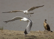 Gavià argentat (Larus michahellis)