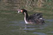 Cabusso emplomallat (Podiceps cristatus) 1/2