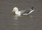 Gavià argentat (Larus michahellis)