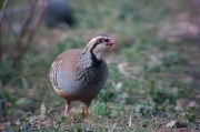 Perdiu comuna (Alectoris rufa)