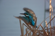 Blauet (Alcedo atthis)