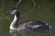 Cabusso emplomallat (Podiceps cristatus)