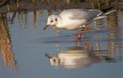 Gavina vulgar (Larus ridibundus)