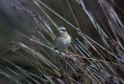 Còlit gris (Oenanthe oenanthe)