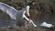 Cigne mut (Cygnus olor) 1/3