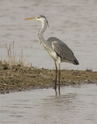 Bernat pescaire (Ardea cinerea)