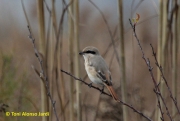 Capsigrany pàl·lid (Lanius isabellinus)