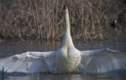 Cigne mut (Cygnus olor) 3/3