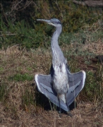 Bernat pescaire (Ardea cinerea)