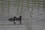 Cabusset (Tachybaptus ruficollis)