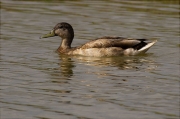 Mascle d'Ànec collverd (Anas platyrhynchos)