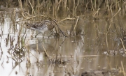 Becadell comú (Gallinago gallinago)