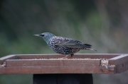 Estornell vulgar (Sturnus vulgaris)