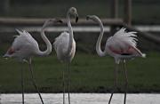 Flamenc (Phoenicopterus roseus)