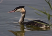 Cabussó emplomallat (Podiceps cristatus)