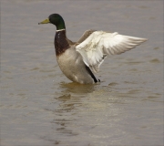 Mascle d'Ànec collverd (Anas platyrhynchos)