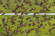 Estornell vulgar (Sturnus vulgaris)