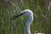 Martinet blanc (Egretta garzetta)