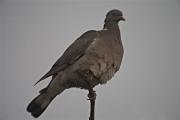 Tudó (Columba palumbus)