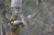 Mallarenga carbonera (Parus major) Femella de Pinsà comú (Fringilla coelebs)