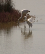 Bec-planer (Platalea leucorodia) i Flamenc (Phoenicopterus ruber)