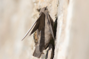 Avión roquero (Ptyonoprogne rupestris)