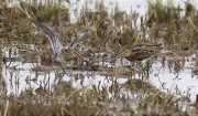 Becadell comú (Gallinago gallinago)