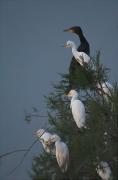 Esplugabous (Bulbucus ibis)