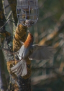 Pit roig (Erithacus rubecola)