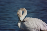 Flamenc (Phoenicopterus ruber)