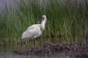 Bec-planer (Platalea leucorodia)