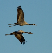 Grues (Grus grus)