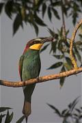 Abellerol (Merops apiaster)