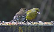 Verdum i Pinsá (Carduelis chloris)