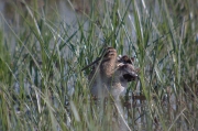 Becadell comú (Gallinago gallinago)