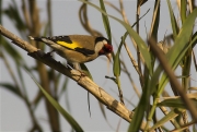 Cadernera (Carduelis carduelis)