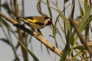 Cadernera (Carduelis carduelis)