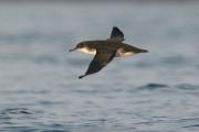 Baldriga mediterrània. Puffinus puffinus